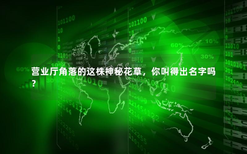 营业厅角落的这株神秘花草，你叫得出名字吗？