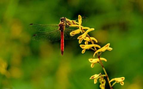 申请拉卡拉POS机一周后，说说我的真实办理体验